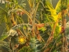 Corporate Jungle