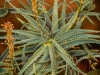 Aloe