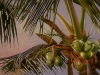 Green Coconuts