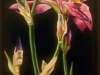 Iris #2