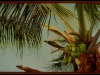 Palm Breeze
