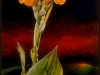 Yellow Canna Lily