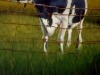 Blue Cow, 1994
