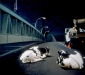 Ambassador Bridge: Nightworks, 1989