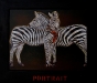 Portrait, 1997-1998