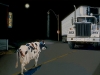 Cow and Truck, 1986